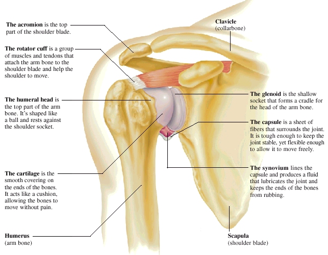 Common Injuries of the Shoulder